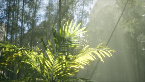 bright-light-shining-through-the-humid-misty-fog-and-jungle-leaves